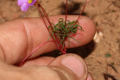 Oxalis capillacea