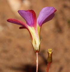 Oxalis capillacea