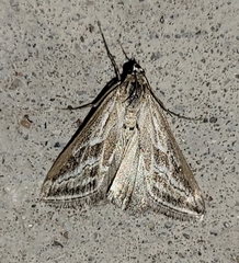 Evergestis vinctalis