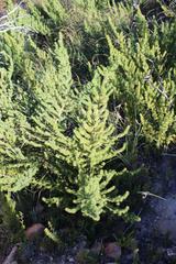 Aspalathus hirta hirta