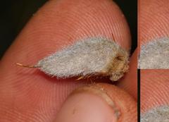 Aspalathus hirta hirta