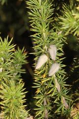 Aspalathus hirta hirta