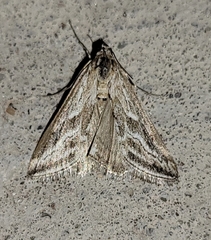 Evergestis vinctalis