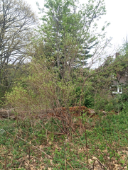 Amelanchier arborea arborea