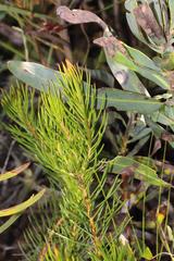 Protea subulifolia