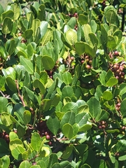 Rhamnus pirifolia