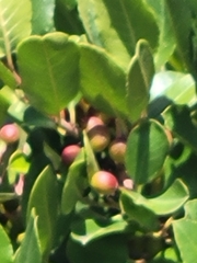 Rhamnus pirifolia