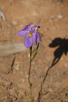Moraea bipartita