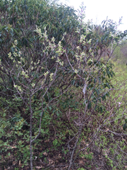 Amelanchier nantucketensis