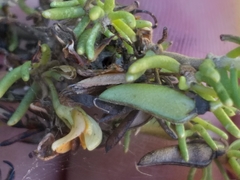 Aspalathus sanguinea