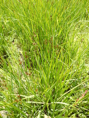 Juncus phaeocephalus