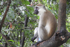 Chlorocebus aethiops