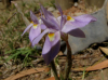 Moraea bipartita
