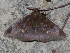 Platyja ciacula
