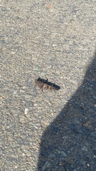 Trimerotropis fontana