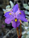 Moraea bipartita