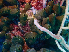 Smenospongia conulosa