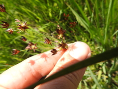 Juncus phaeocephalus
