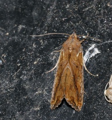Plusiodonta coelonota