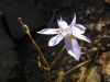 Moraea bipartita