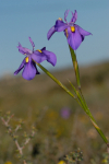 Moraea bipartita