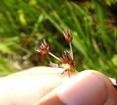Juncus phaeocephalus