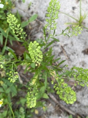 Lepidium bipinnatifidum