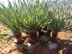 Gethyllis namaquensis