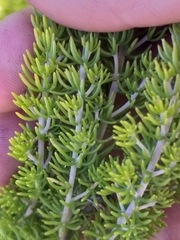 Aspalathus sanguinea