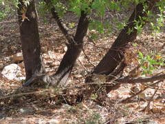 Quercus graciliformis