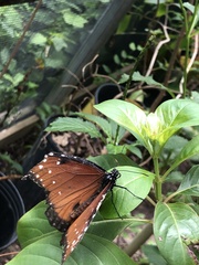 Danaus gilippus