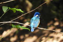 Alcedo semitorquata