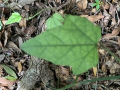 Hibiscus pedunculatus