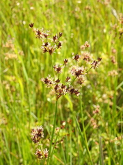 Juncus phaeocephalus