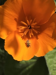 Lasioglossum sisymbrii