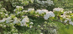 Crataegus monogyna
