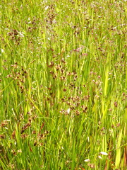Juncus phaeocephalus