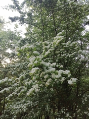 Crataegus monogyna