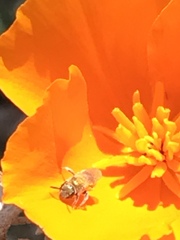 Lasioglossum sisymbrii