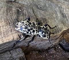 Zopherus nodulosus nodulosus