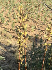 Salix paradoxa