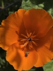 Lasioglossum sisymbrii