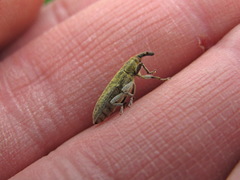 Lixus filiformis