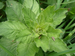 Lysimachia punctata
