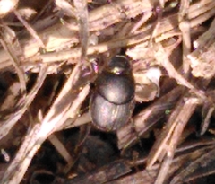 Onthophagus taurus