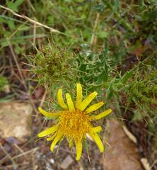 Berkheya cruciata