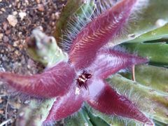 Stapelia hirsuta