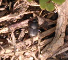 Onthophagus taurus