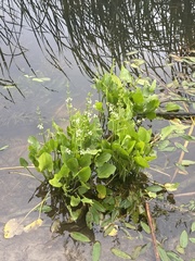 Echinodorus berteroi