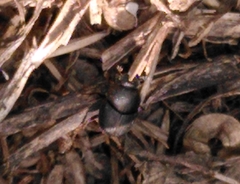 Onthophagus taurus